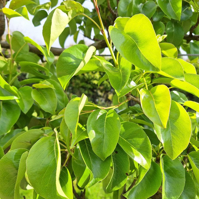 Pyrus com. 'Doyenne du Comice'