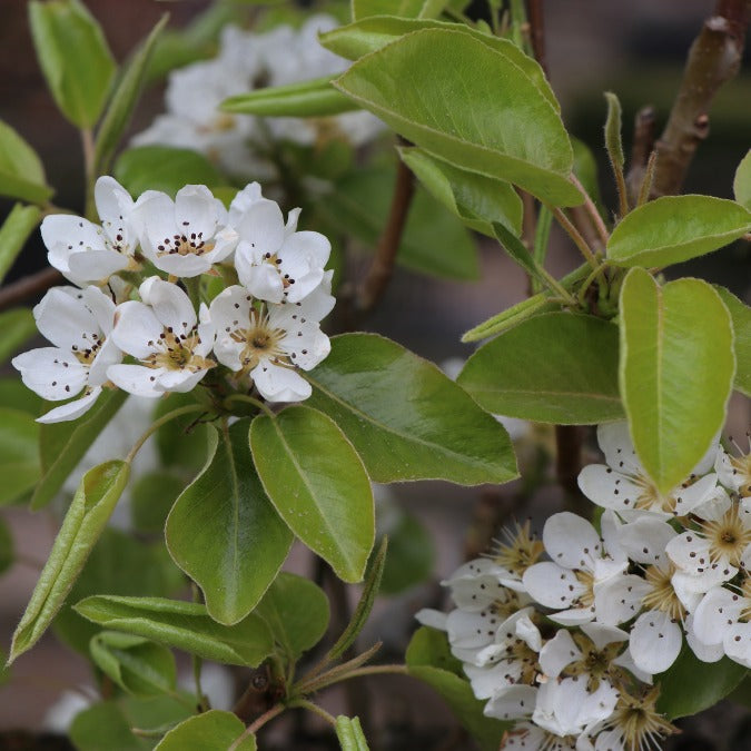 Pyrus com. 'Doyenne du Comice'