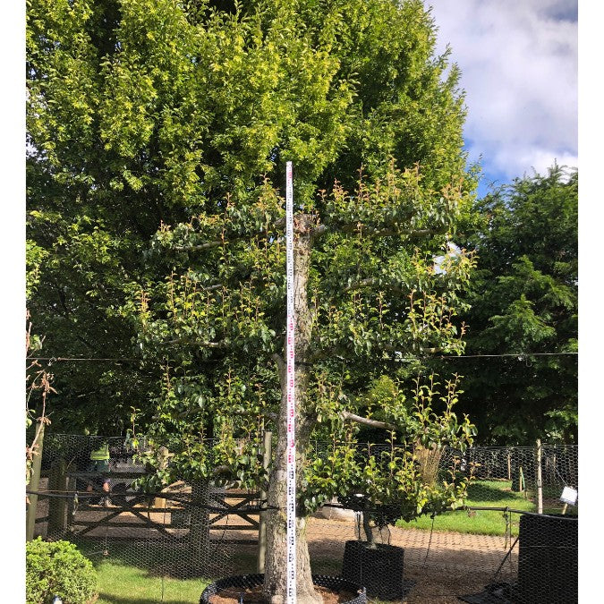 Pyrus com. 'Doyenne du Comice'