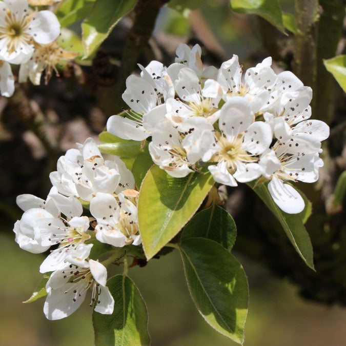 Pyrus com. 'Doyenne du Comice'