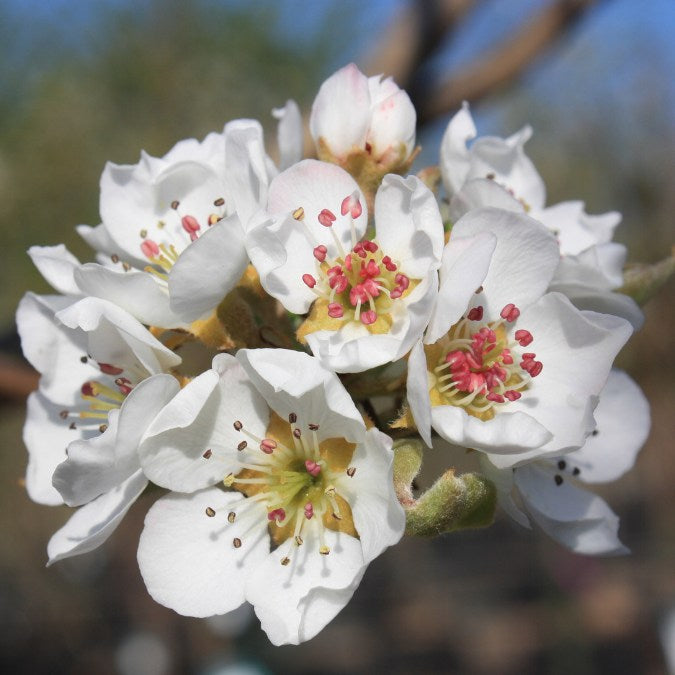 Pyrus com. 'Williams'