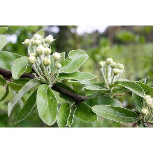 Pyrus elaeagnifolia