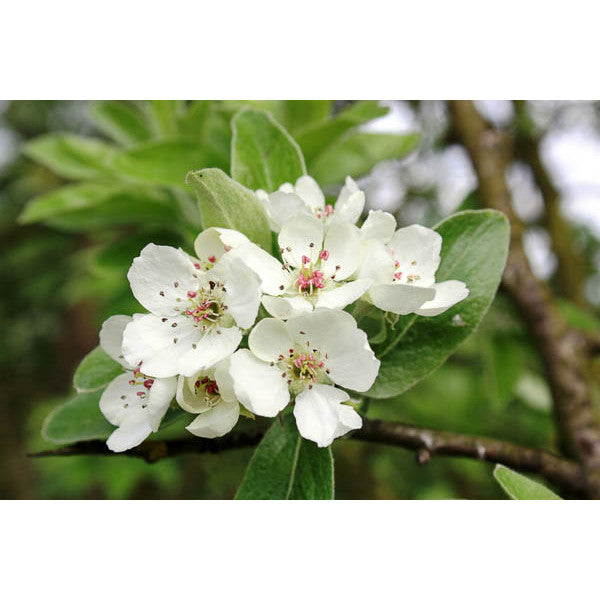 Pyrus elaeagnifolia