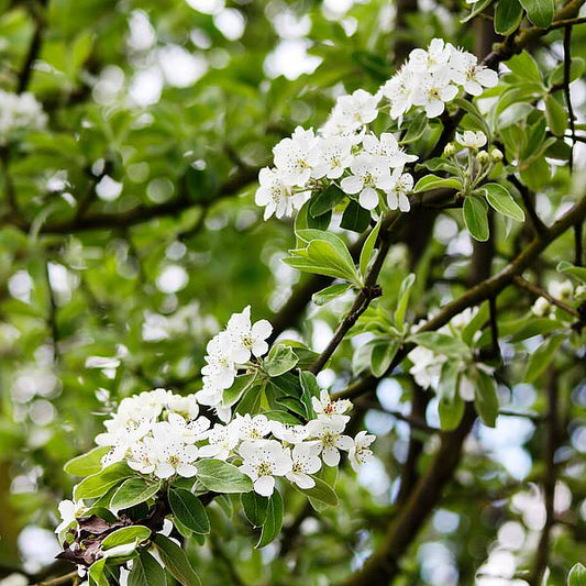 Pyrus elaeagnifolia