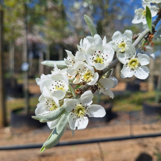 Pyrus salicifolia 'Pendula'