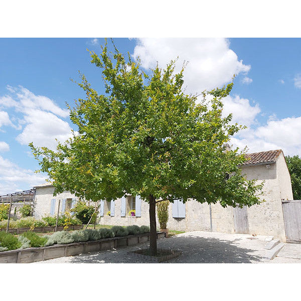 Quercus cerris