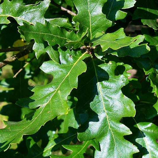 Quercus cerris