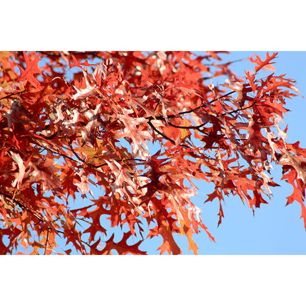Quercus palustris