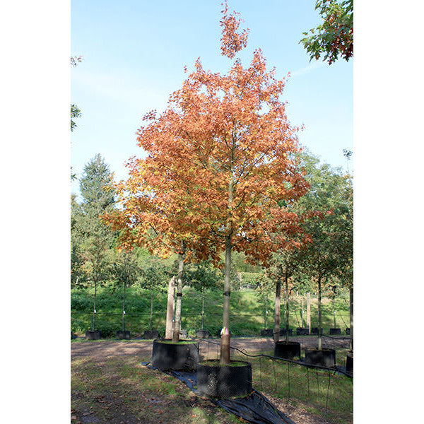 Quercus palustris