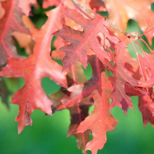 Quercus palustris