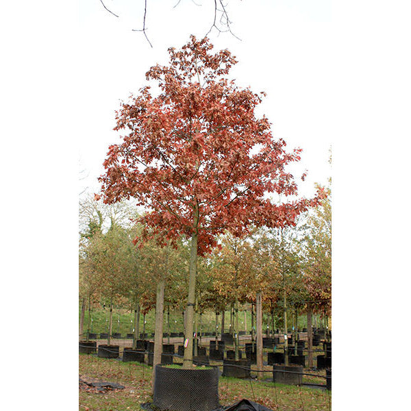 Quercus palustris