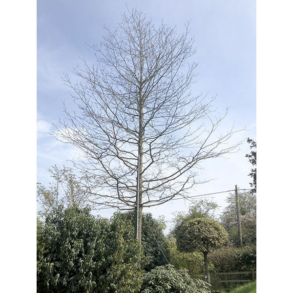 Quercus palustris