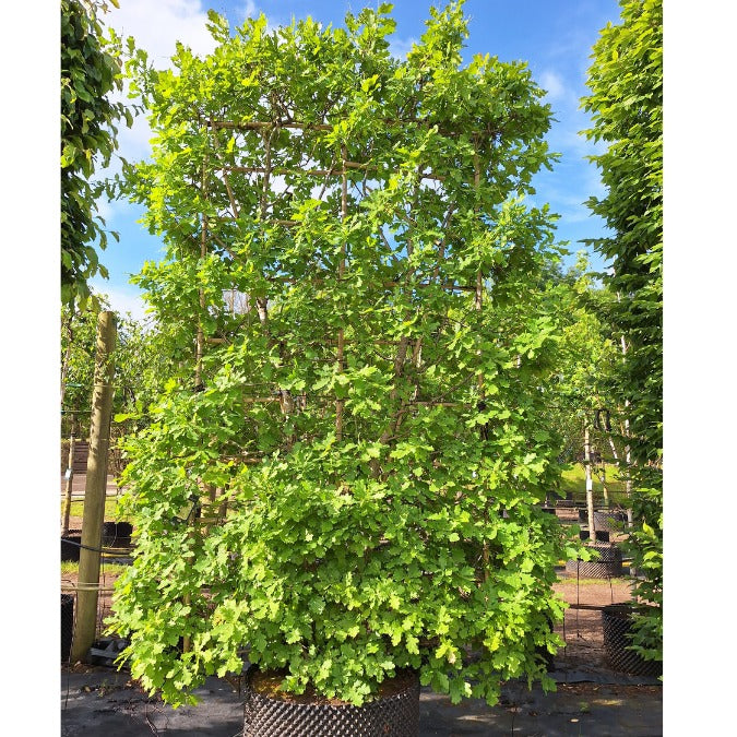 Quercus robur