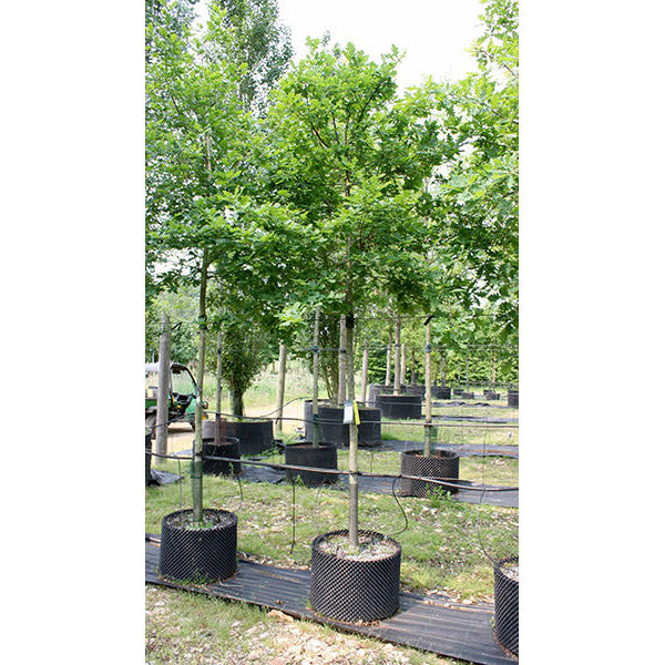 Quercus robur