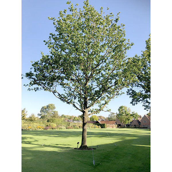 Quercus robur