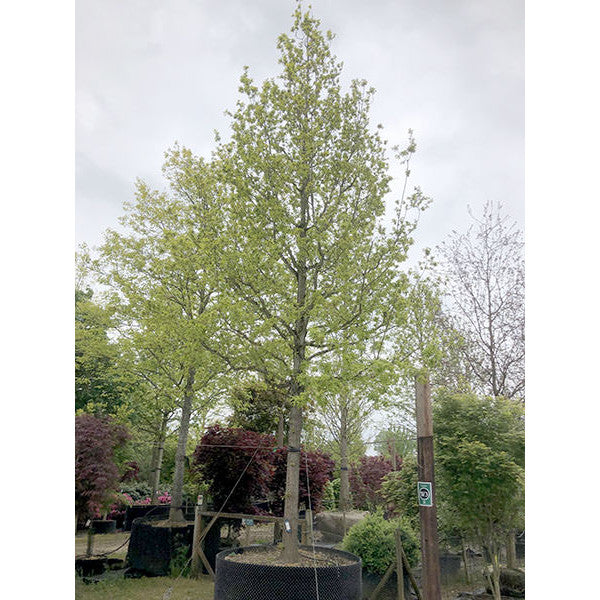 Quercus robur