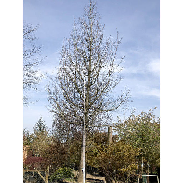 Quercus robur