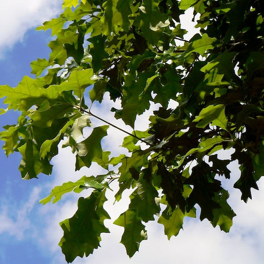 Quercus shumardii