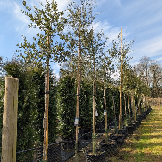 Quercus suber