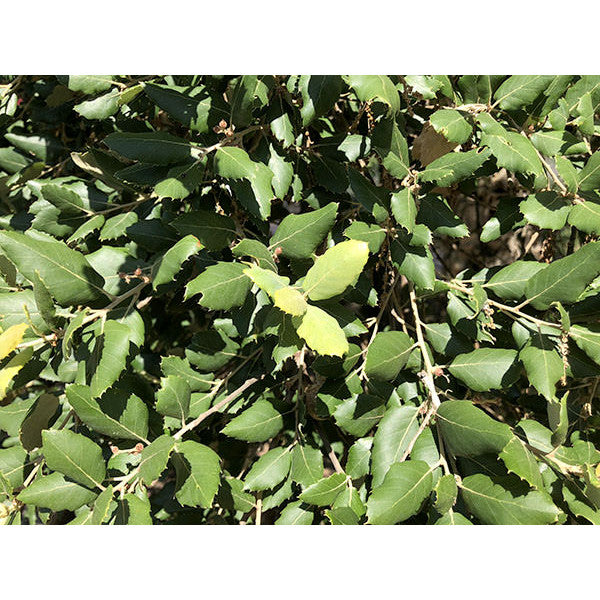 Quercus suber