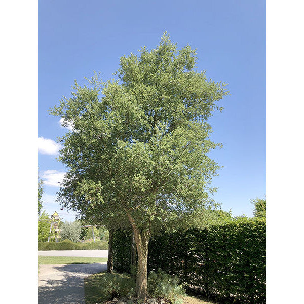 Quercus suber