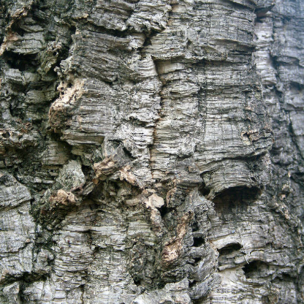 Quercus suber