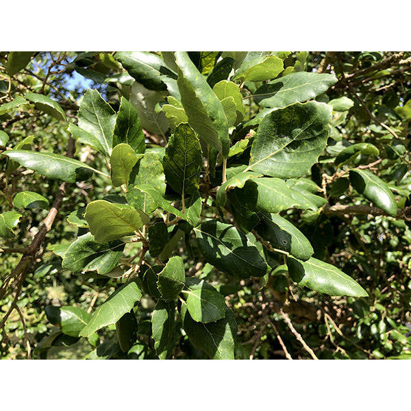 Quercus suber