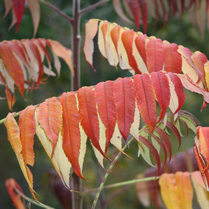 Rhus typhina
