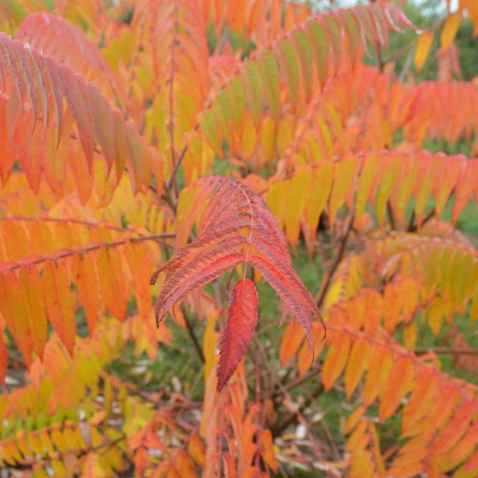 Rhus typhina