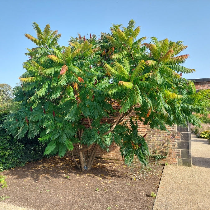 Rhus typhina