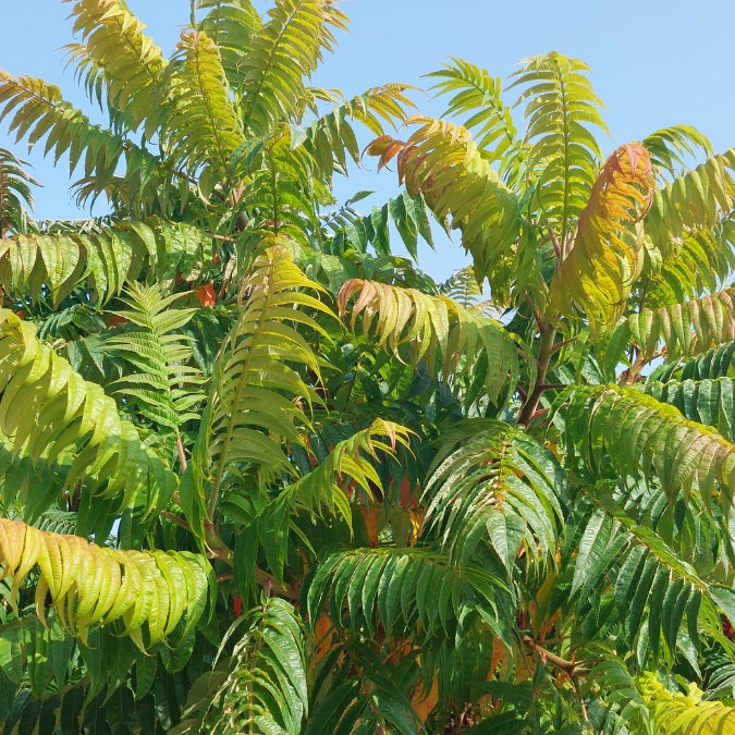 Rhus typhina