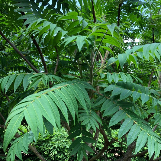Rhus typhina