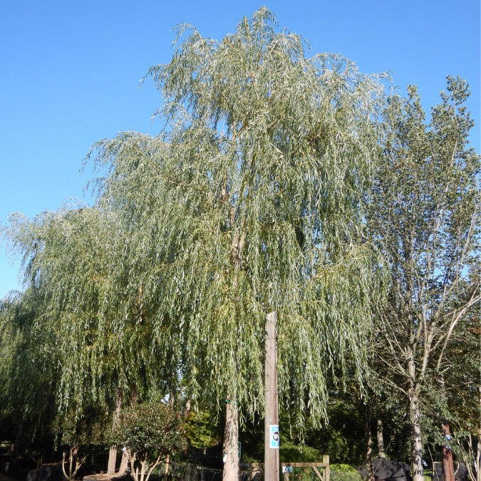 Salix babylonica
