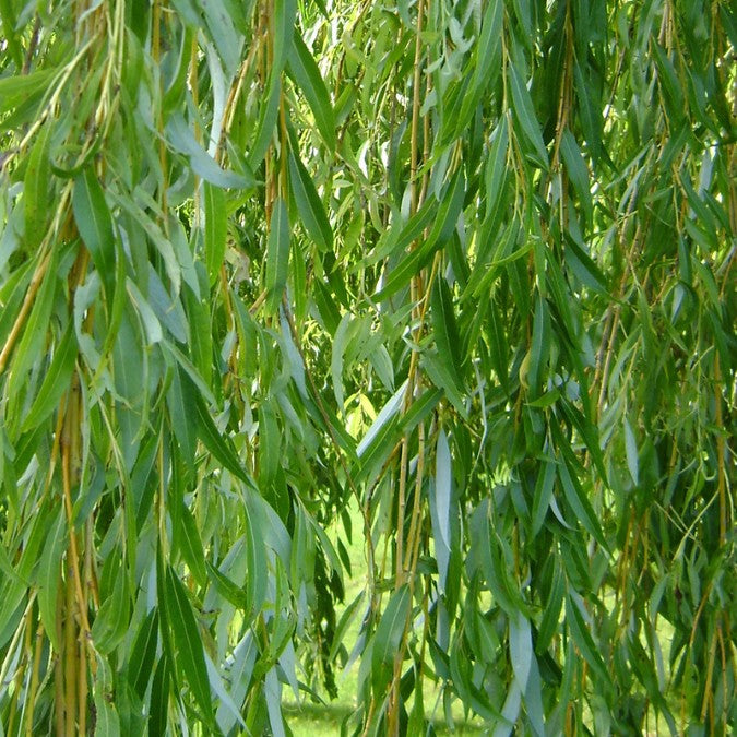 Salix babylonica