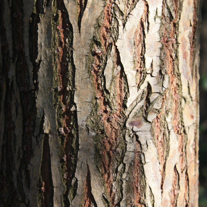 Salix babylonica