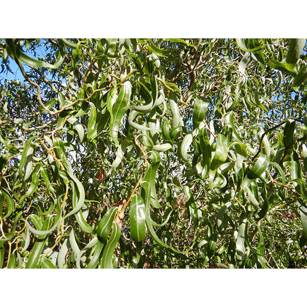 Salix babylonica 'Tortuosa'