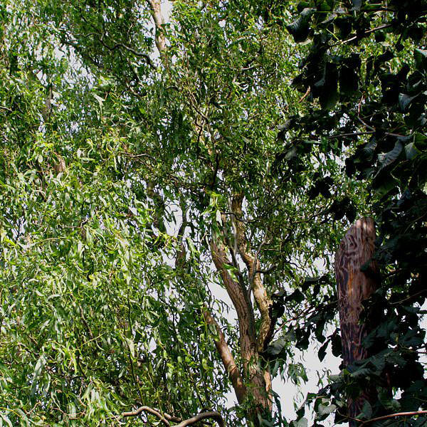 Salix babylonica 'Tortuosa'