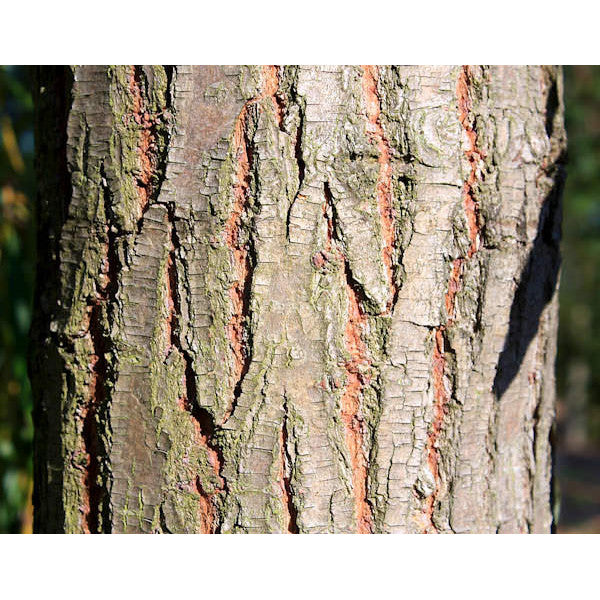 Salix x sepulcralis 'Chrysocoma'