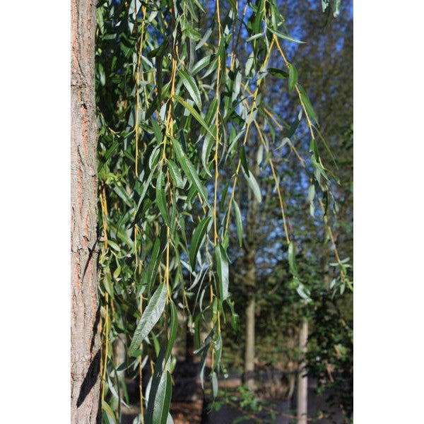 Salix x sepulcralis 'Chrysocoma'