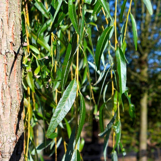 Salix x sepulcralis 'Chrysocoma'