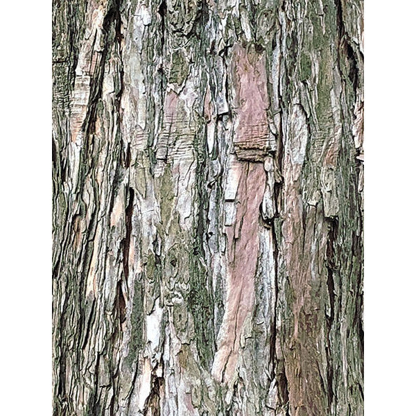Sequoiadendron giganteum