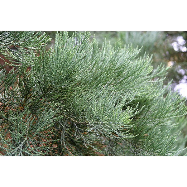 Sequoiadendron giganteum