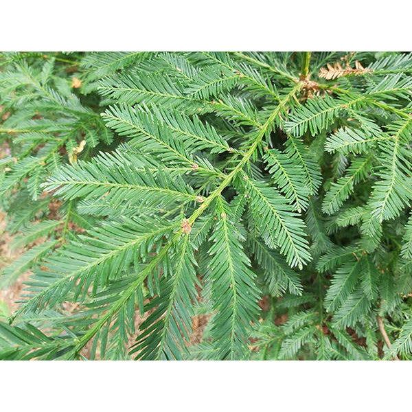 Sequoia sempervirens