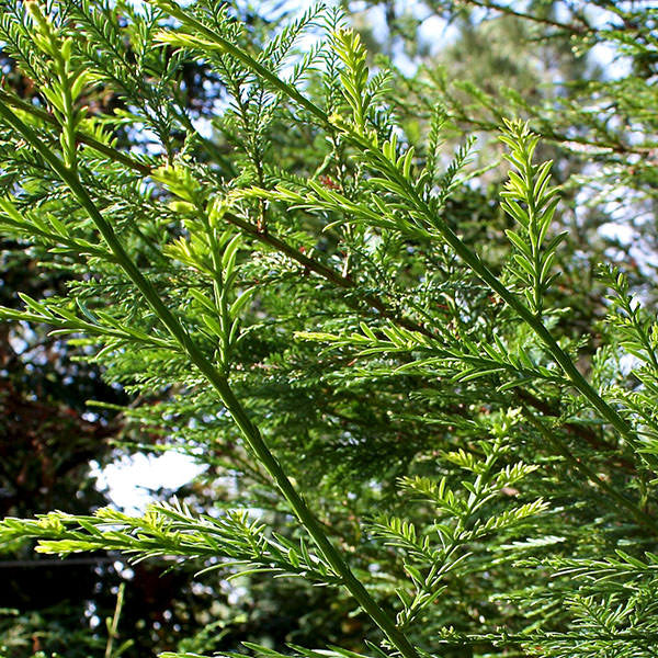 Sequoia sempervirens