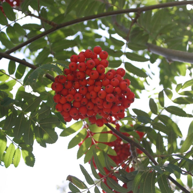 Sorbus auc. 'Sheerwater Seedling'