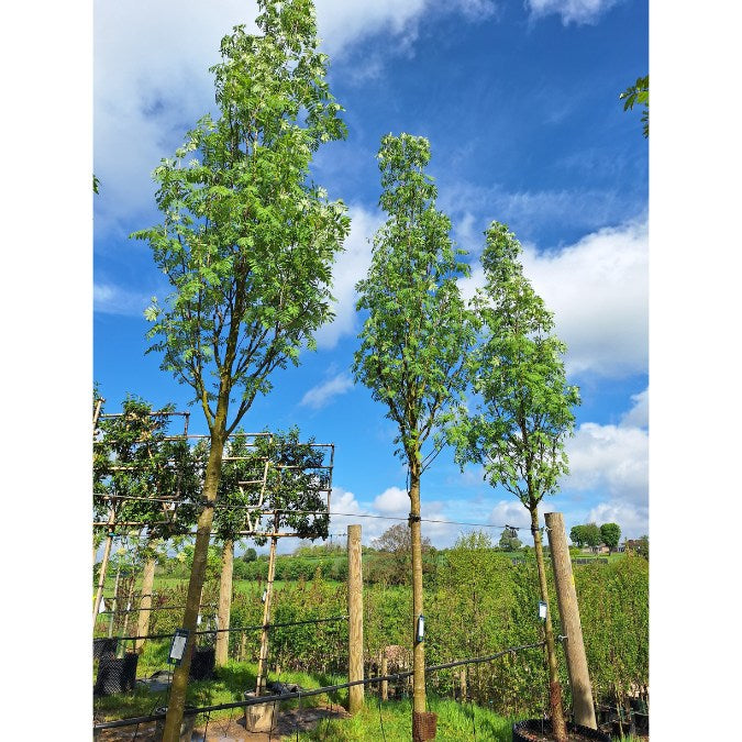 Sorbus auc. 'Sheerwater Seedling'