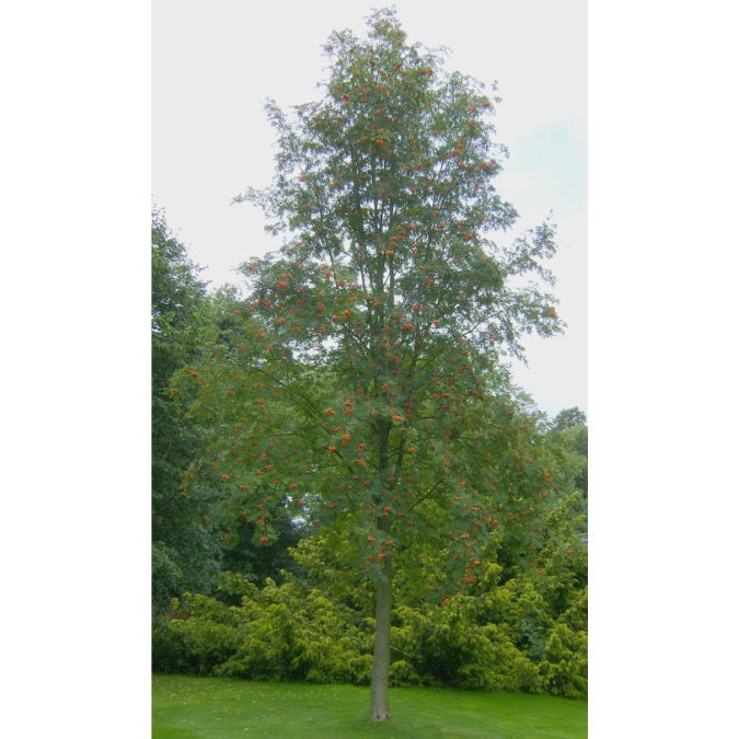 Sorbus auc. 'Sheerwater Seedling'