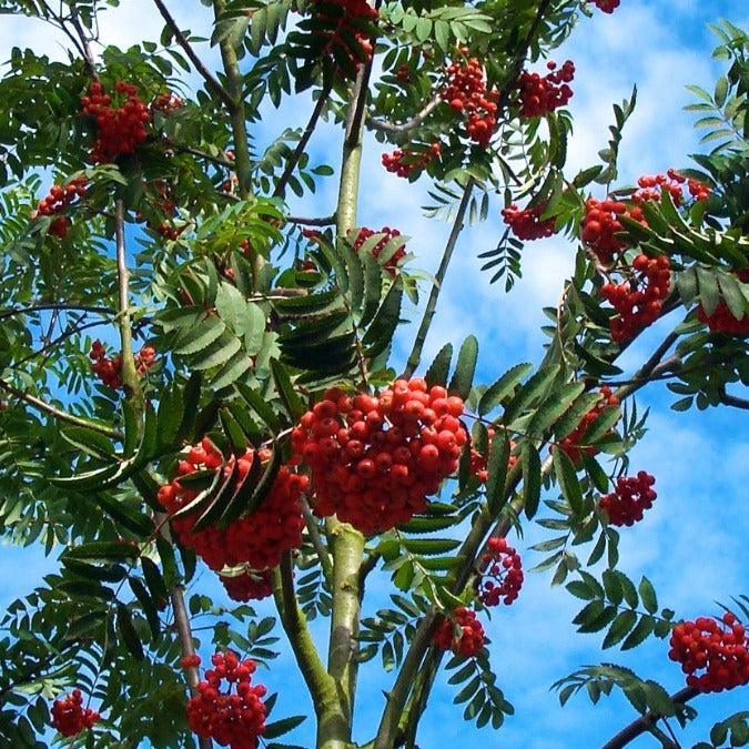 Sorbus auc. 'Sheerwater Seedling'