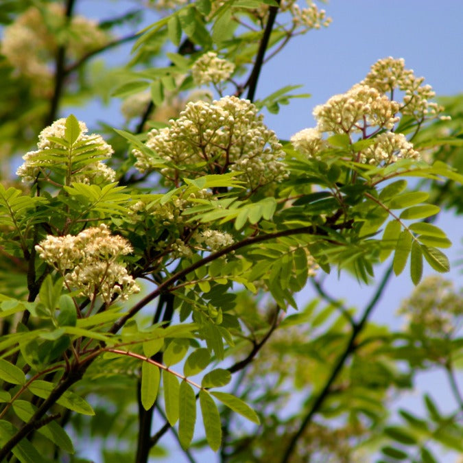Sorbus auc. 'Sheerwater Seedling'