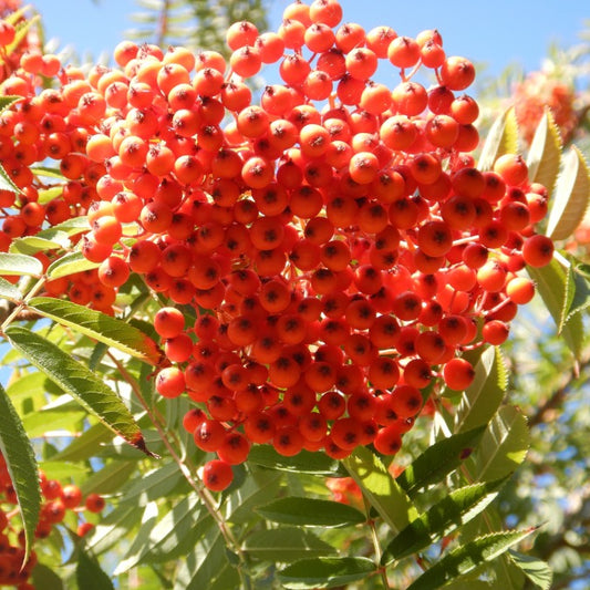 Sorbus commixta